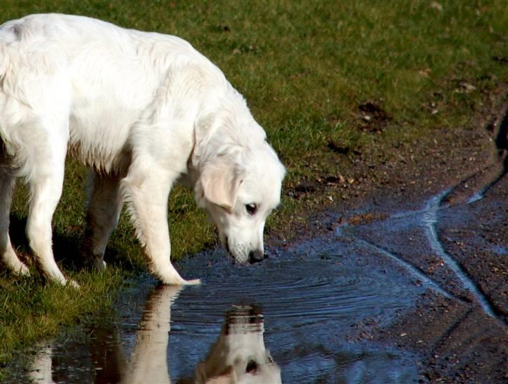 Golden retriever Taya - læg mærke ti lhunden i vandpytten ;-) billede 11