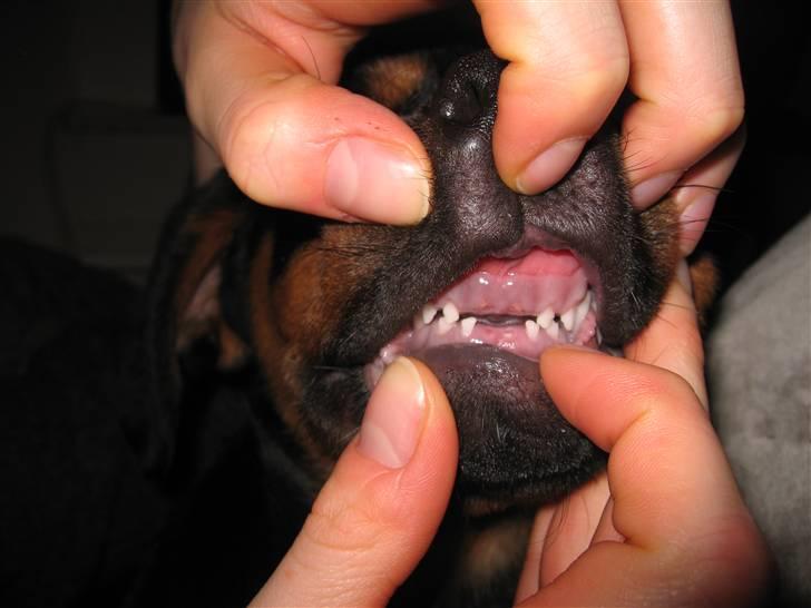 Rottweiler Carla billede 14