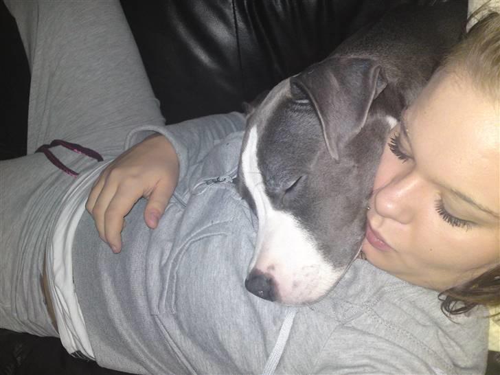 Amerikansk staffordshire terrier Commando Aio billede 8