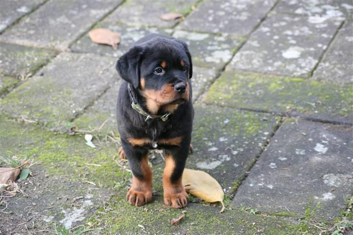 Rottweiler Esther - hej her er jeg ikke så gammel  billede 1