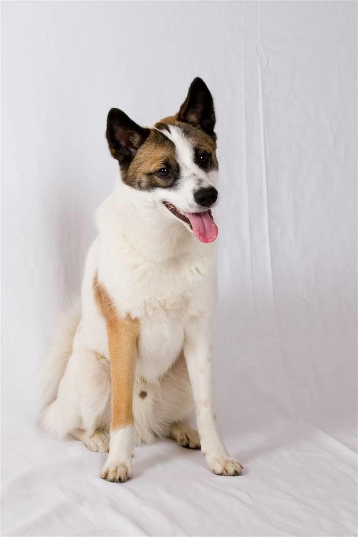 Norrbottenspids Spidsbjørnens Coda billede 9