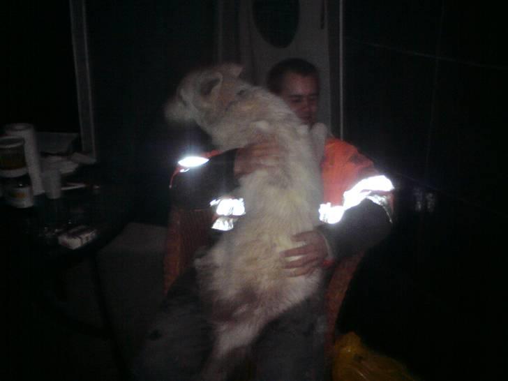 Hvid Schweizisk Hyrdehund Kenzo - Op på fars skød! billede 17