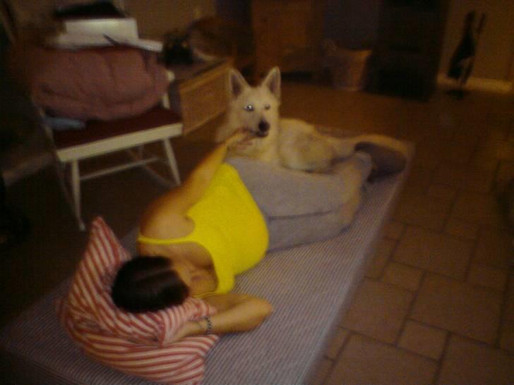 Hvid Schweizisk Hyrdehund Kenzo - Der er næsten ikk plads til mig for mors tykke mave(med isack i) billede 18