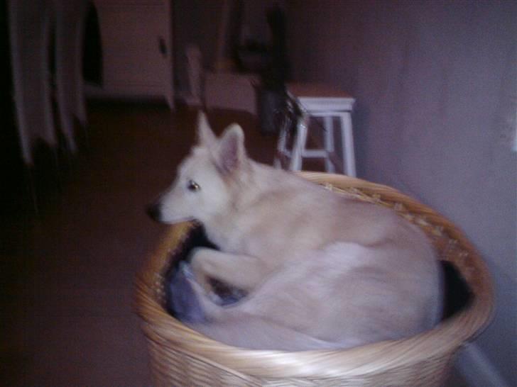 Hvid Schweizisk Hyrdehund Kenzo - Den kurv er snart for lille billede 19