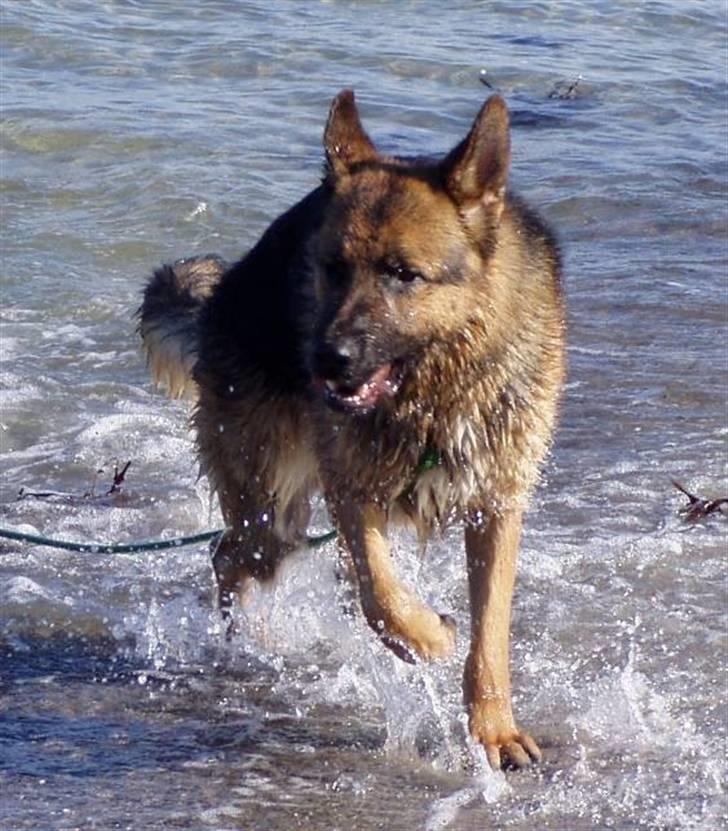 Schæferhund Møgelvang's Sasko billede 1