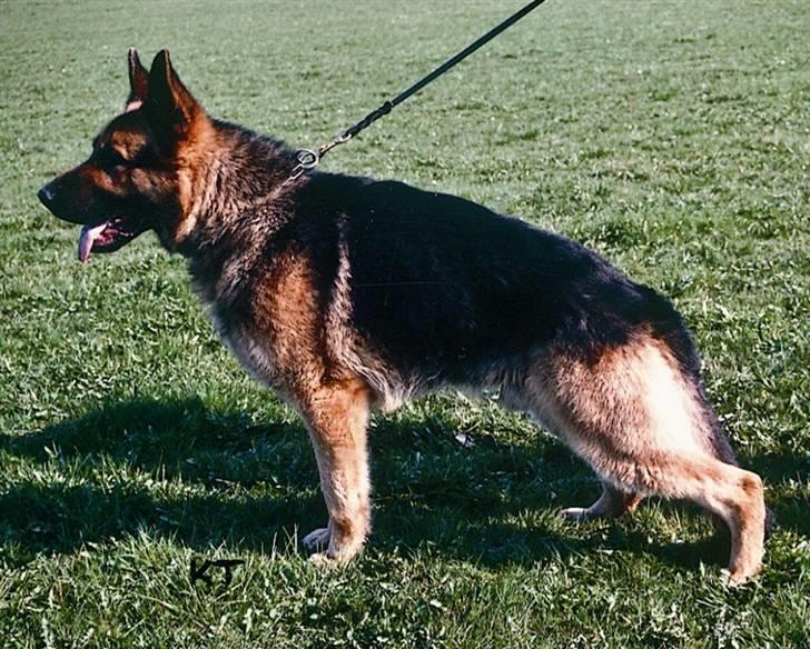 Schæferhund Møgelvang's Sasko billede 2