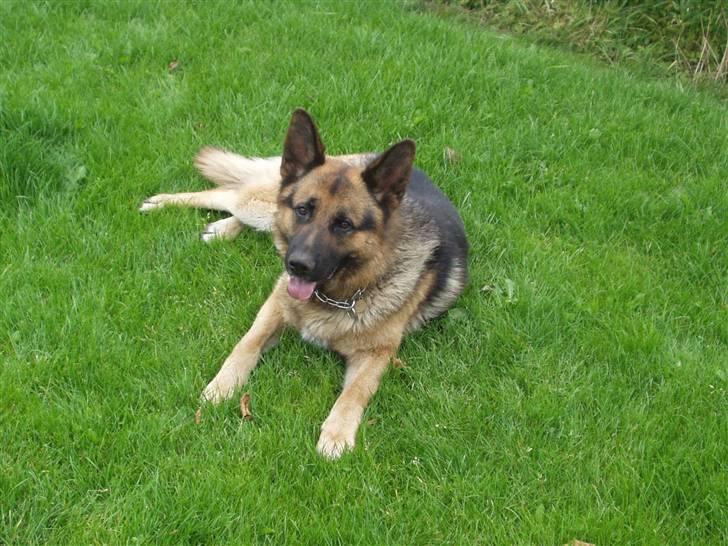 Schæferhund Møgelvang's Sasko billede 3