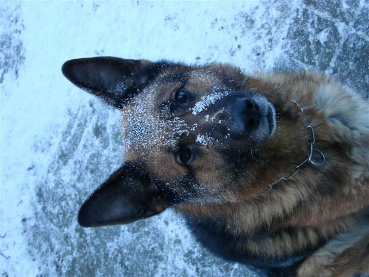 Schæferhund Møgelvang's Sasko billede 4