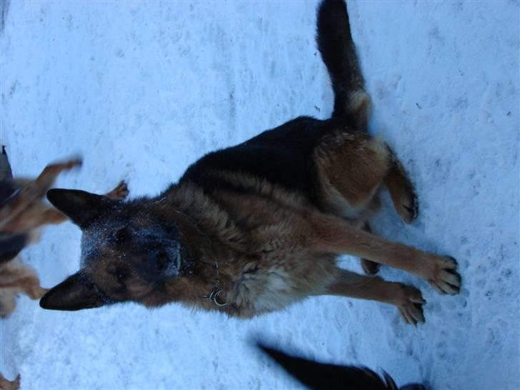 Schæferhund Møgelvang's Sasko billede 5
