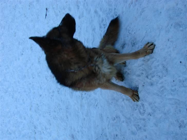 Schæferhund Møgelvang's Sasko billede 6