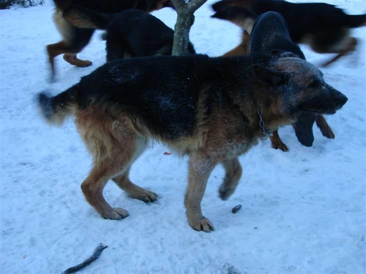 Schæferhund Møgelvang's Sasko billede 7