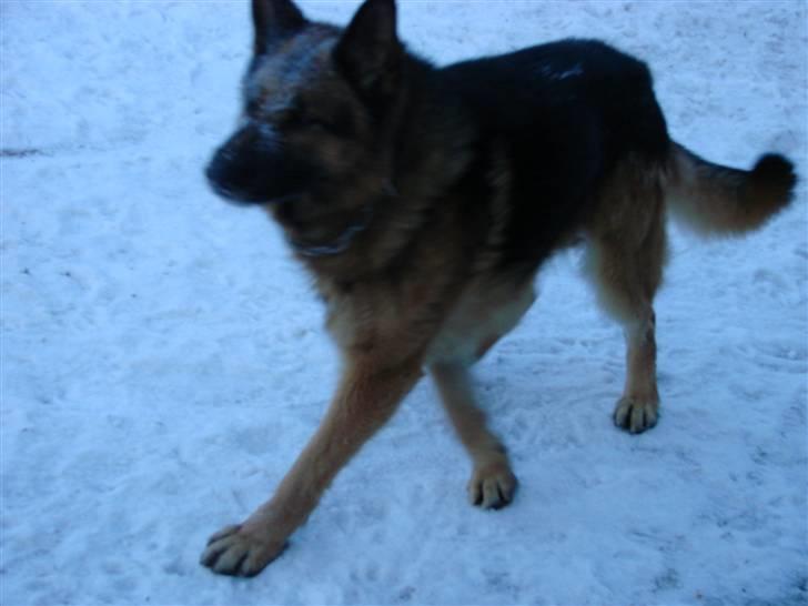 Schæferhund Møgelvang's Sasko billede 8