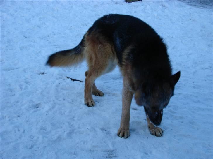 Schæferhund Møgelvang's Sasko billede 9
