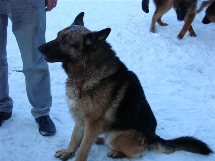 Schæferhund Møgelvang's Sasko billede 10