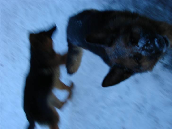 Schæferhund Møgelvang's Sasko billede 11