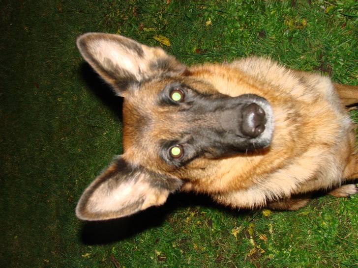 Schæferhund Swedi billede 7