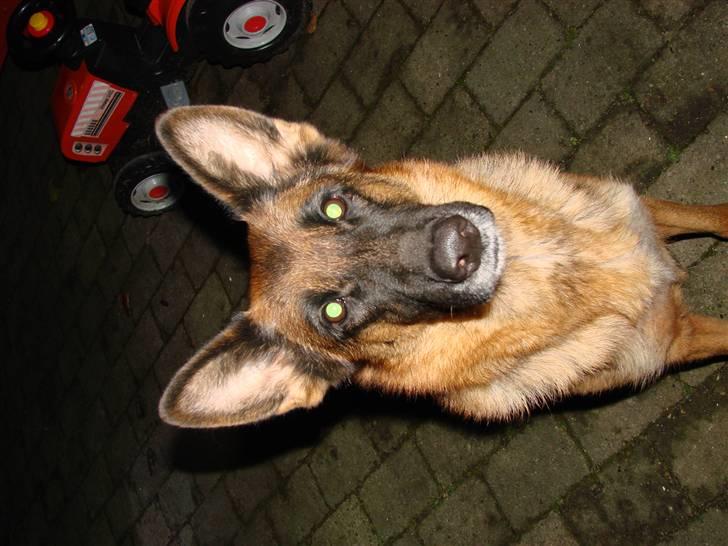 Schæferhund Swedi billede 8