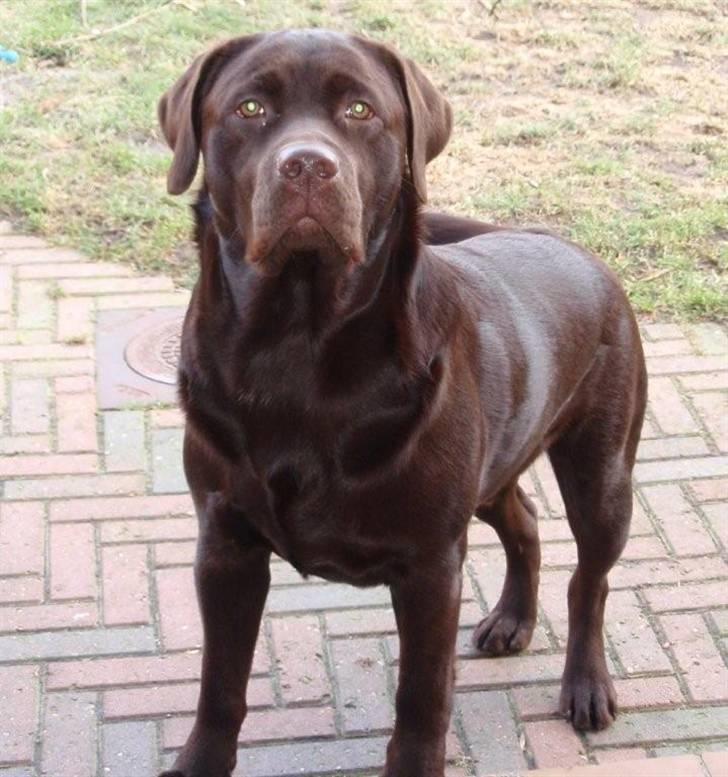 Labrador retriever Baloo - ANTON - en hvalp efter Baloo - 9 medr. ganmel billede 14