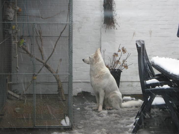 Hvid Schweizisk Hyrdehund Kenzo - Jeg holder lige øje med svigermors fugle billede 20