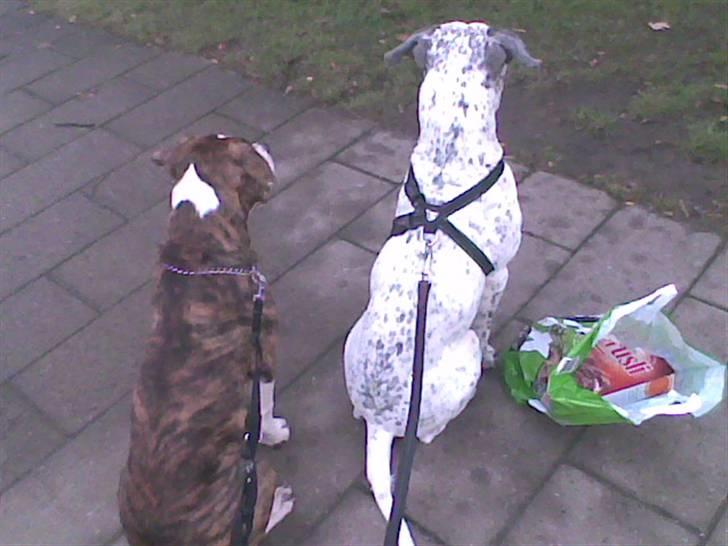 Blanding af racer Lou Bennet billede 9