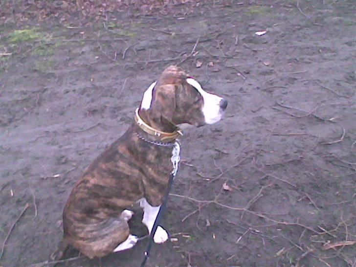 Blanding af racer Lou Bennet billede 10