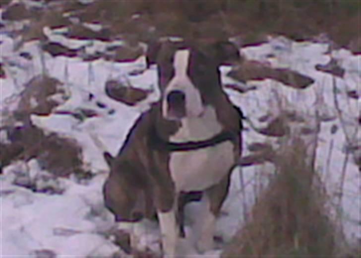 Blanding af racer Lou Bennet billede 11