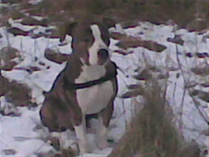 Blanding af racer Lou Bennet billede 12