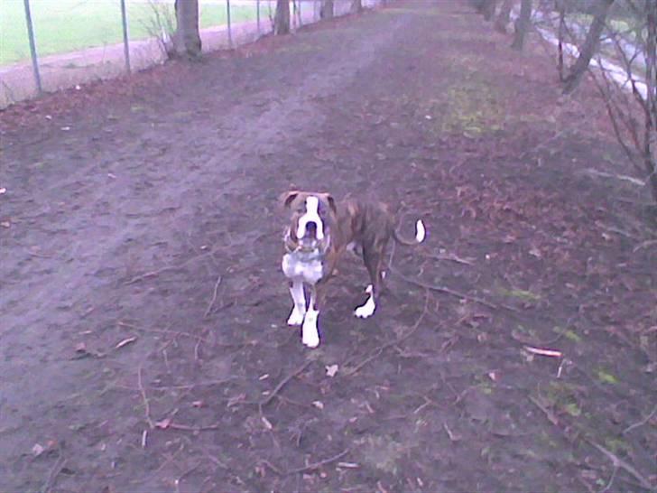 Blanding af racer Lou Bennet billede 13