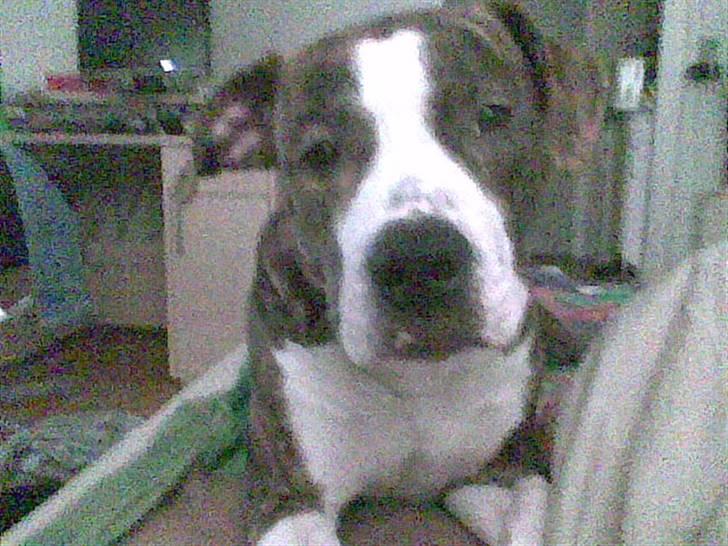 Blanding af racer Lou Bennet billede 14