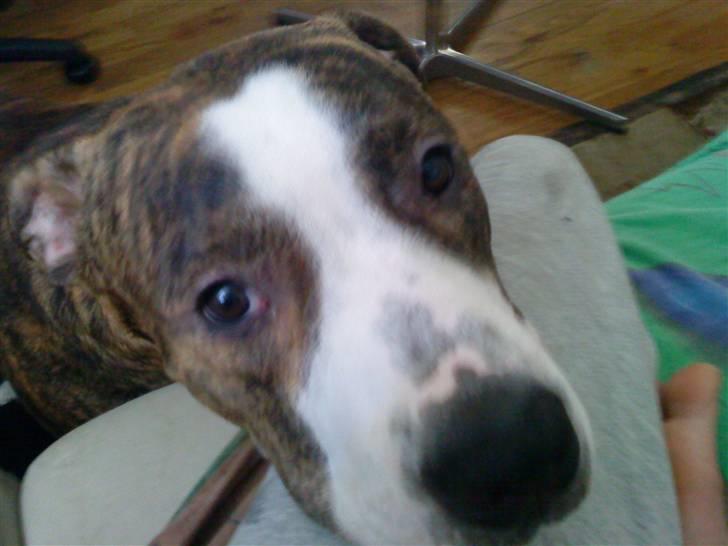 Blanding af racer Lou Bennet billede 15