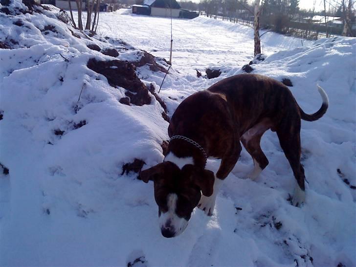 Blanding af racer Lou Bennet billede 16