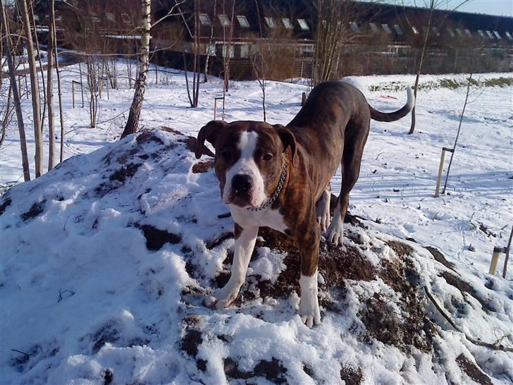 Blanding af racer Lou Bennet billede 17