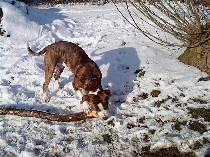 Blanding af racer Lou Bennet billede 18