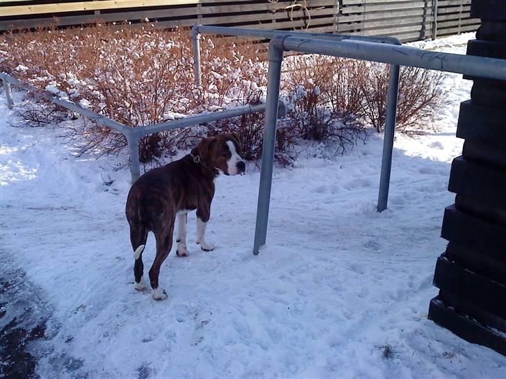 Blanding af racer Lou Bennet billede 19