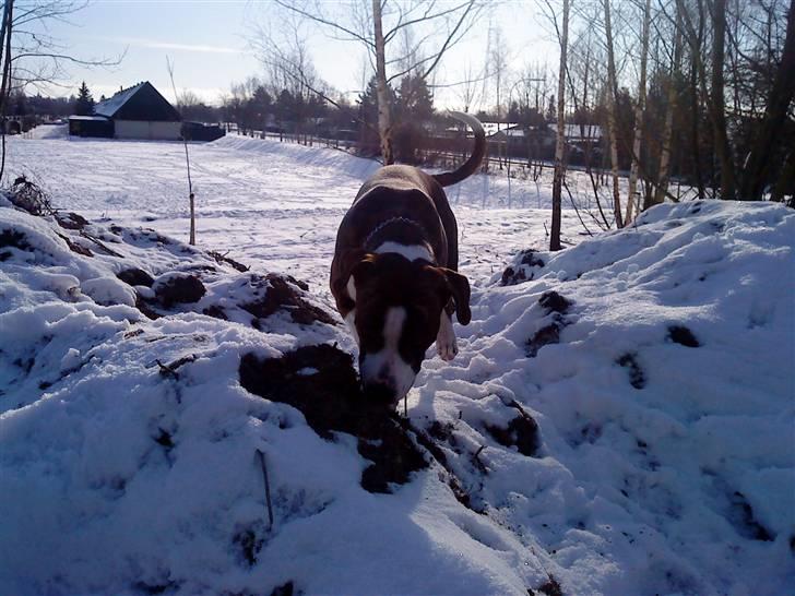 Blanding af racer Lou Bennet billede 20