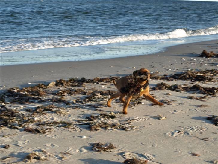 Griffon petit brabancon Pixi - Af banen, her kommer jeg! billede 1