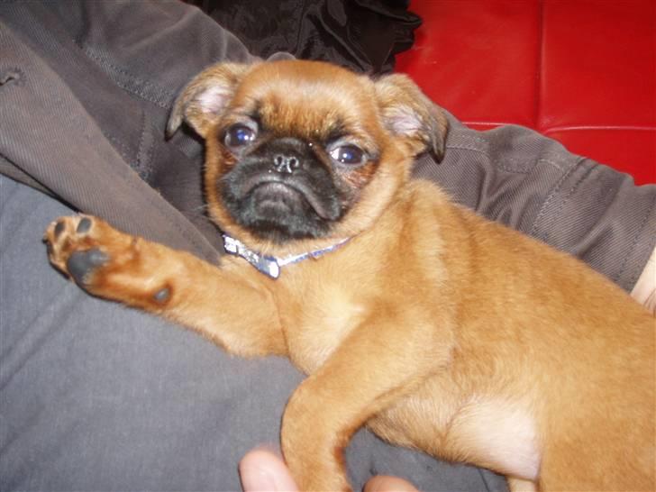 Griffon petit brabancon Pixi - snart klar til at komme til sit nye hjem ,8 uger billede 2