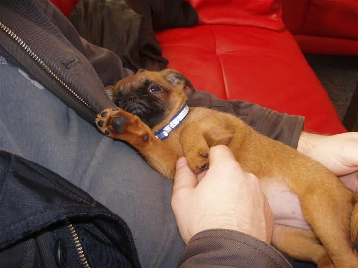 Griffon petit brabancon Pixi - dejligt at ligge i fars arme, 8 uger billede 3