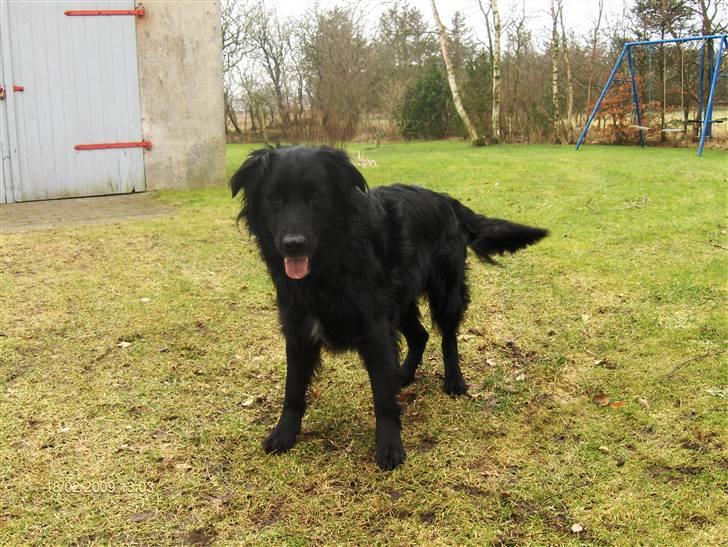 Blanding af racer Charlie - jeg er klar.. er i..?? billede 1