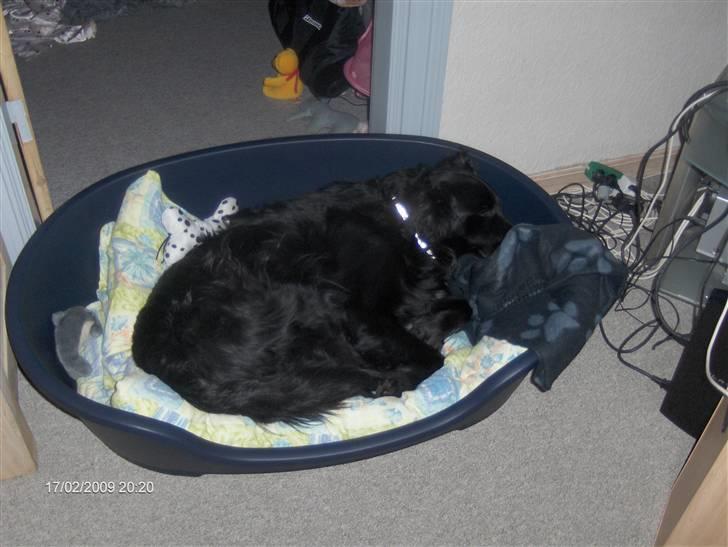 Blanding af racer Charlie - godnat og sov godt..:) billede 2