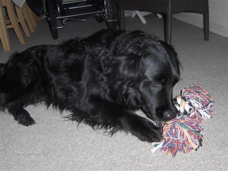 Blanding af racer Charlie - hmmmm gumle gumle mit nye tyggeben smager af snor billede 3