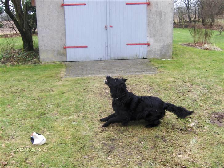 Blanding af racer Charlie - kommer den frisbee aldrig ned...? billede 4