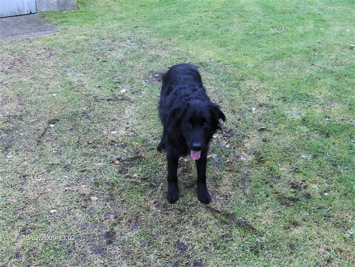 Blanding af racer Charlie billede 5