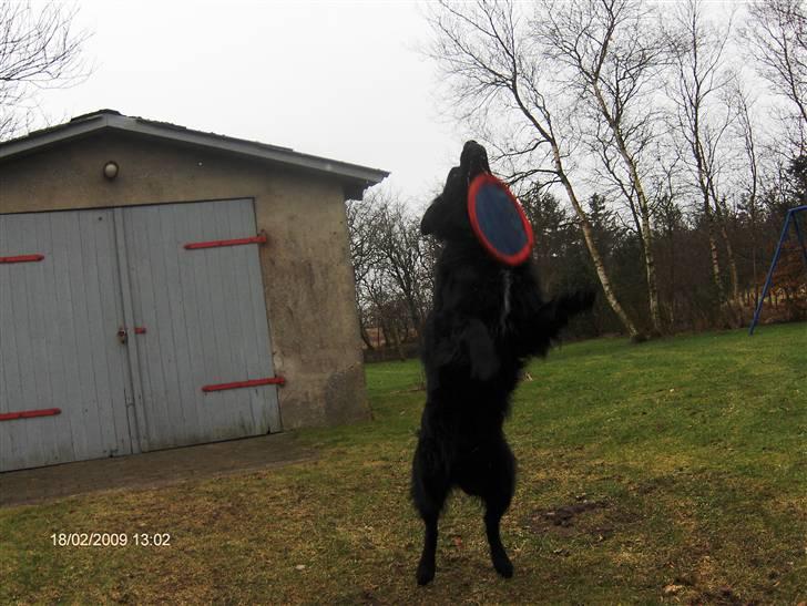 Blanding af racer Charlie - så fik jeg den jubiiiii billede 6