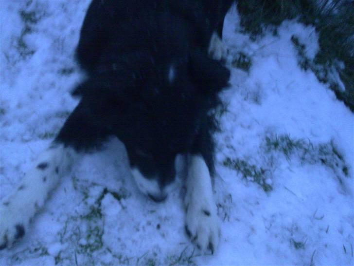 Border collie Star billede 8