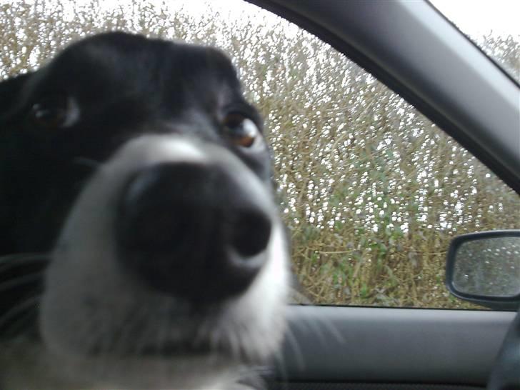 Border collie Star billede 9