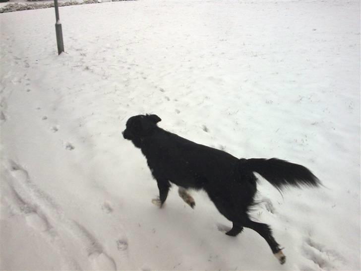 Border collie Star billede 10