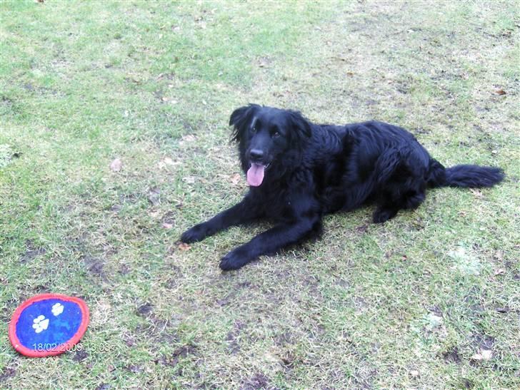 Blanding af racer Charlie billede 7