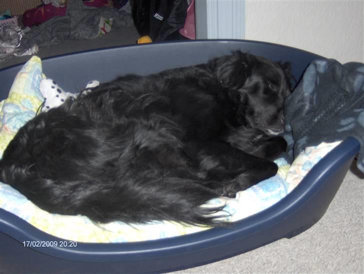 Blanding af racer Charlie - snork snork billede 8