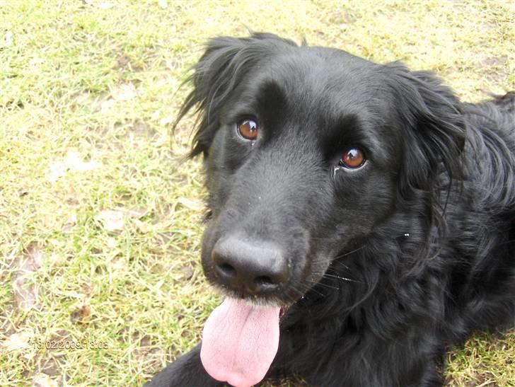 Blanding af racer Charlie billede 9